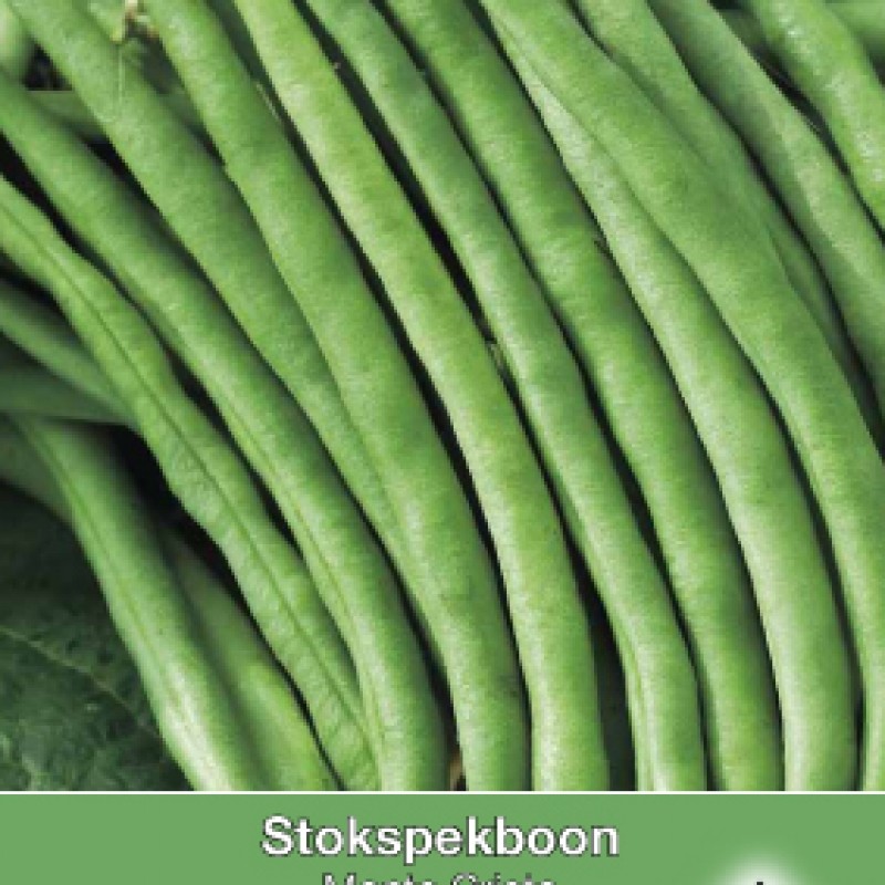 Stokspekboon, Phaseolus vulgaris 'Monte Cristo' , 30 gr.