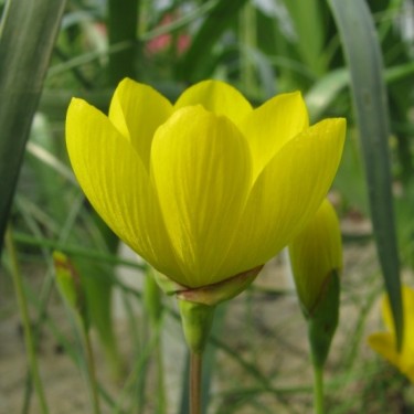 Geissorhiza corrugata
