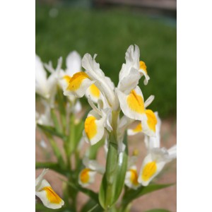 Iris magnifica X bucharica 'Sunny Side Up'  