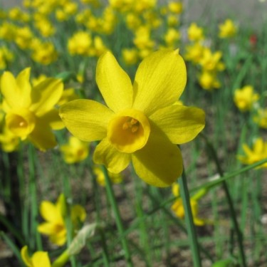 Narcissus cuatrecasasii ssp. segimonensis
