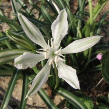 Vagaria parviflora
