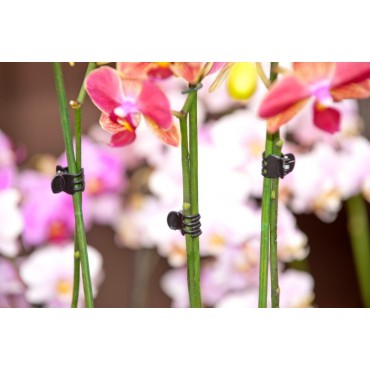 Plantenklemmen, orchideeènclips