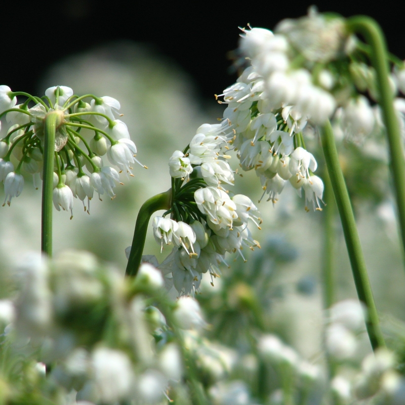 Allium cernuum ‘White Master’