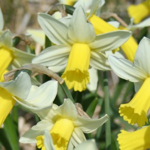 Narcissus 'Ibis'