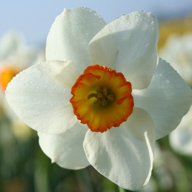 Narcissus 'Dunskey' Narcissus 'Dunskey'