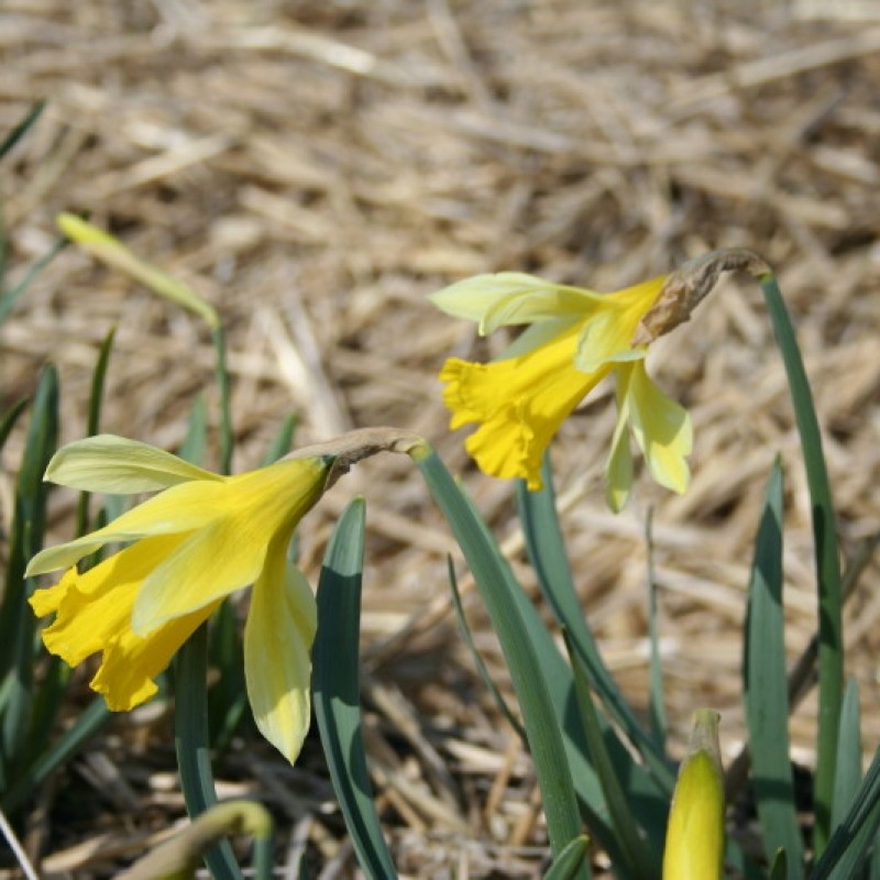 Narcissus gayi Narcissus gayi