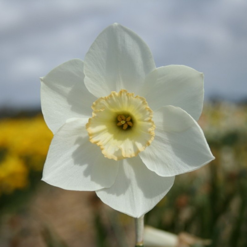 Narcissus 'First Formal' Narcissus 'First Formal'