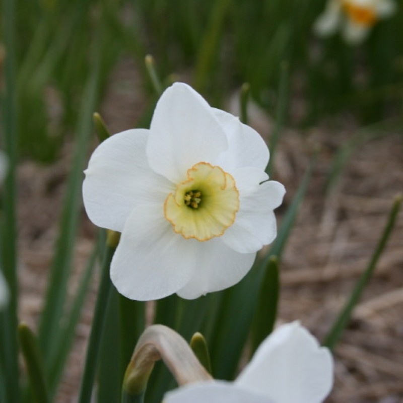 Narcissus 'Dell Chapel' Narcissus 'Dell Chapel'
