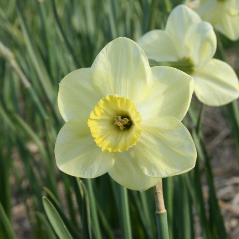 Narcissus 'Earthlight' Narcissus 'Earthlight'
