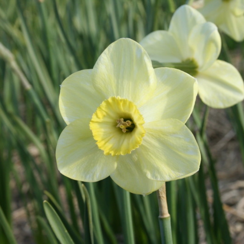 Narcissus 'Earthlight'