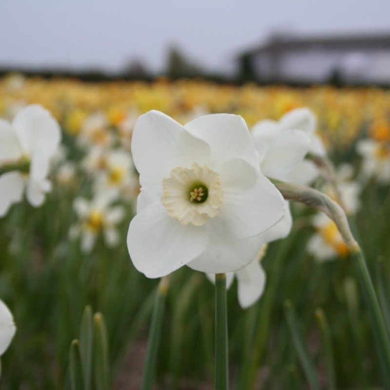 Narcissus 'Glen Cassley' Narcissus 'Glen Cassley'