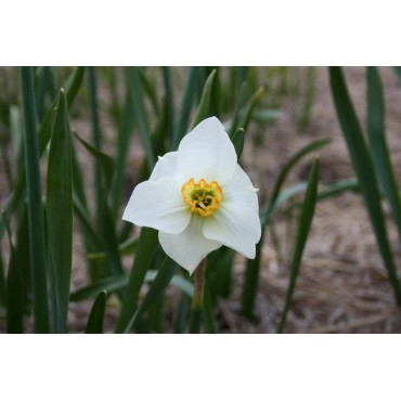Narcissus 'Kimmeridge'