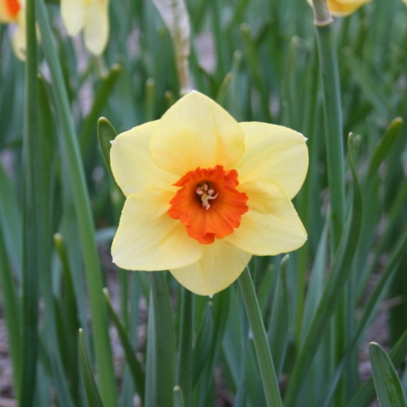 Narcissus 'Limbo' Narcissus 'Limbo'