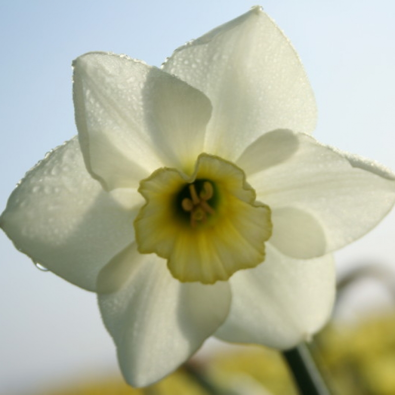 Narcissus 'Peridot'