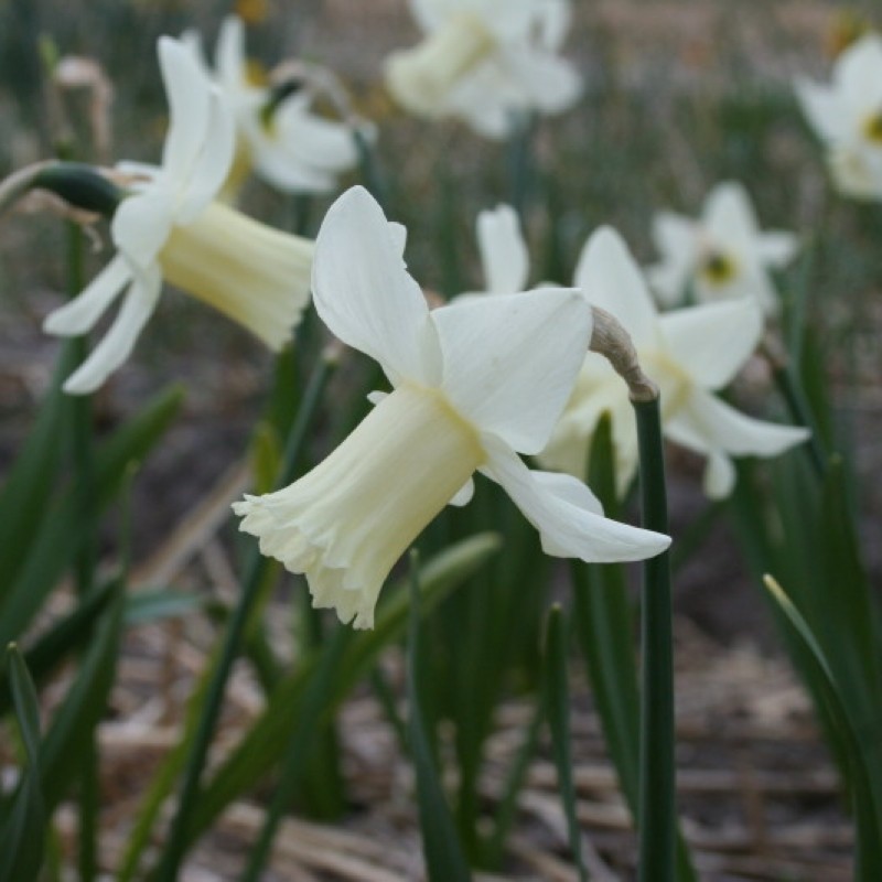 Narcissus 'Cazique' Narcissus 'Cazique'
