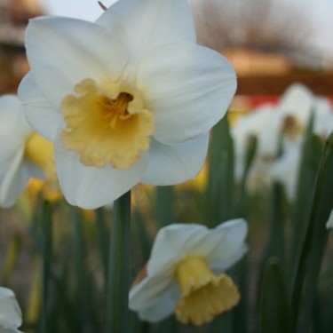 Narcissus 'Polar Sunset' Narcissus 'Polar Sunset'