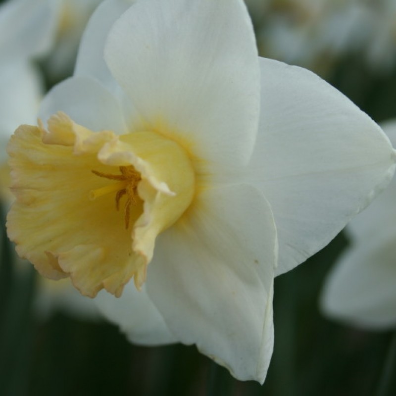 Narcissus 'Polar Sunset' Narcissus 'Polar Sunset'