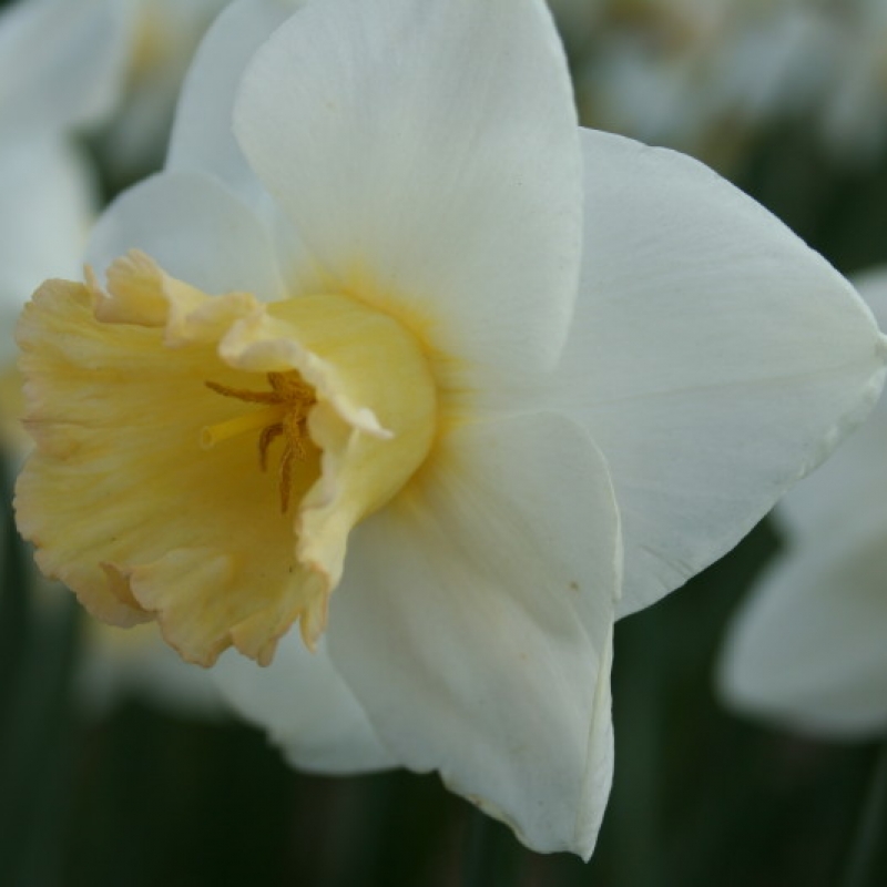 Narcissus 'Polar Sunset'
