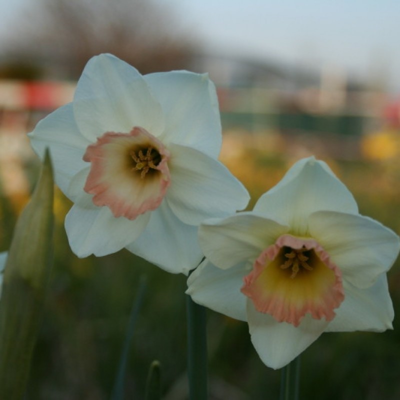 Narcissus 'Rimski' Narcissus 'Rimski'