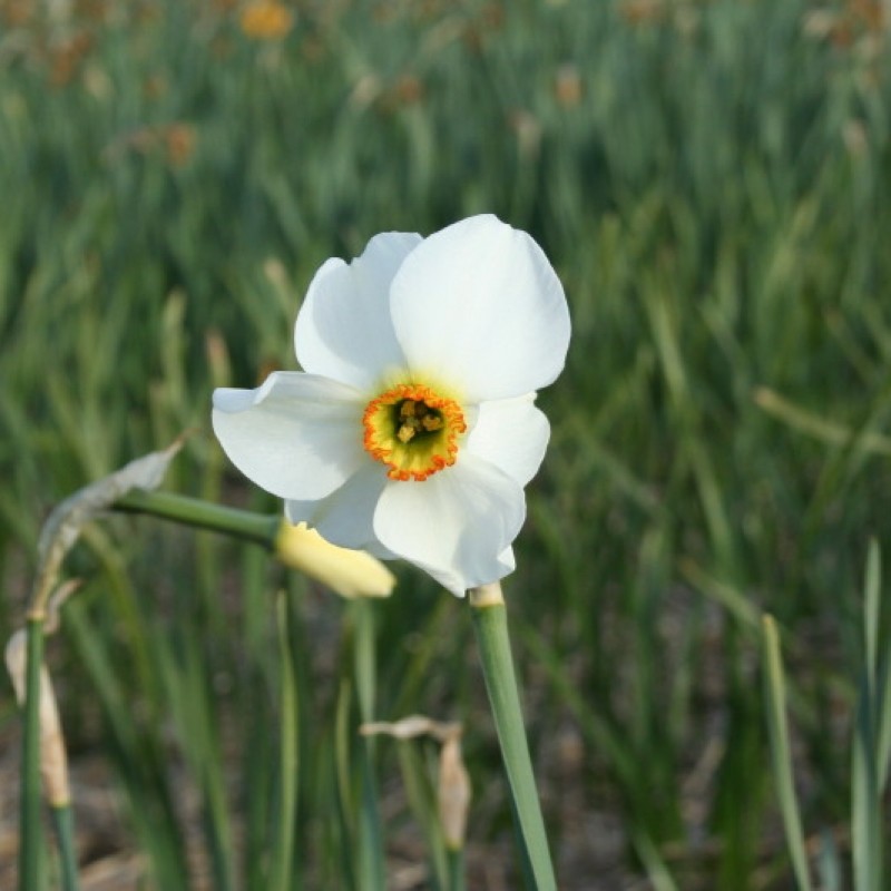 Narcissus 'Minikin' Narcissus 'Minikin'