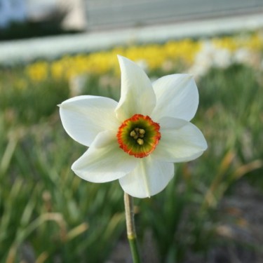 Narcissus 'Poet's Way'