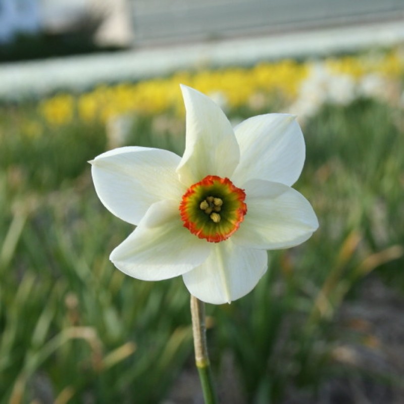 Narcissus 'Poet's Way' Narcissus 'Poet's Way'