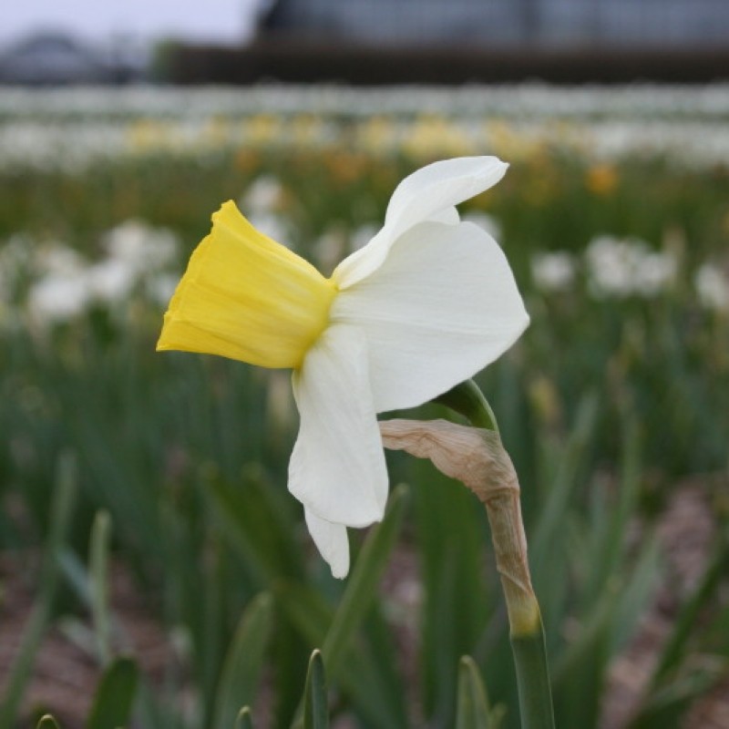 Narcissus 'Parterre' Narcissus 'Parterre'