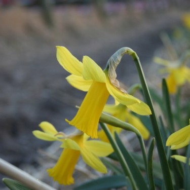 Narcissus 'Cornet'