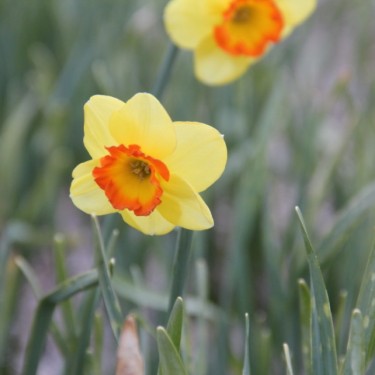 Narcissus 'Bantam'