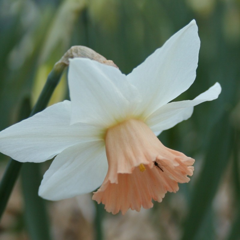 Narcissus 'Snoopie' Narcissus 'Snoopie'