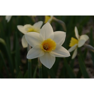 Narcissus 'Suhaili'