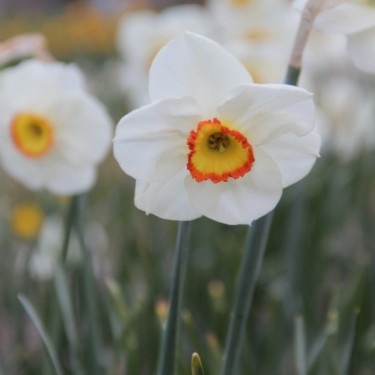 Narcissus 'Ravenhill' Narcissus 'Ravenhill'
