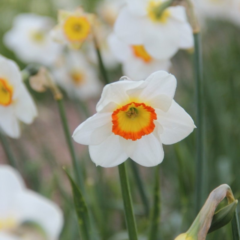 Narcissus 'Trident' Narcissus 'Trident'