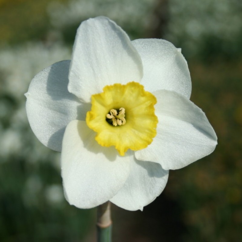 Narcissus 'Woodland Prince' Narcissus 'Woodland Prince'