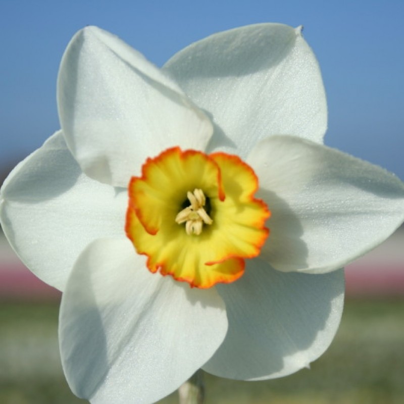 Narcissus 'Ravenhill' Narcissus 'Ravenhill'