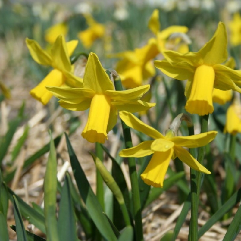 Narcissus 'Suzie Dee' Narcissus 'Suzie Dee'
