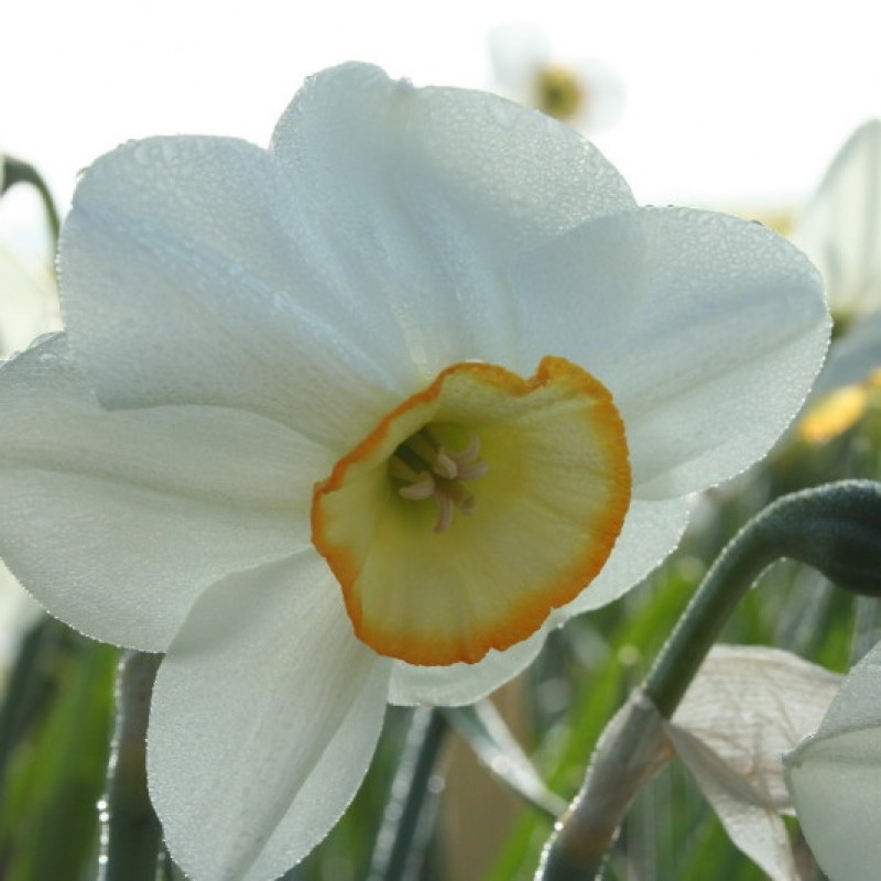 Narcissus 'Rim Ride' Narcissus 'Rim Ride'