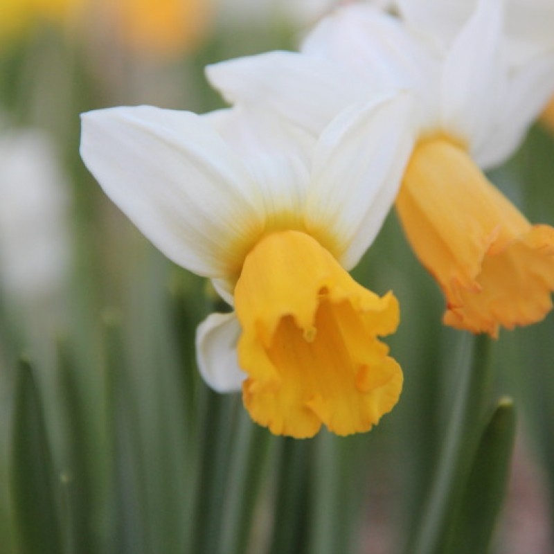 Narcissus 'Winter Waltz' Narcissus 'Winter Waltz'