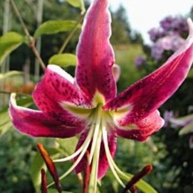 Lilium 'Black Beauty' Lilium 'Black Beauty'
