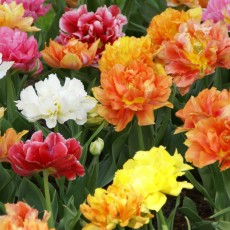 Murillo Tulips