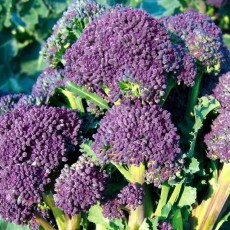 Organic seeds