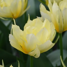 Fosteriana Tulips