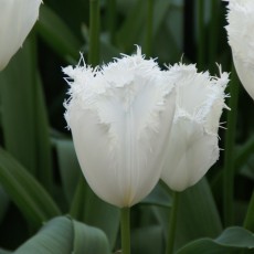 Fringed Tulips