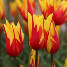 lily-flowerd Tulips