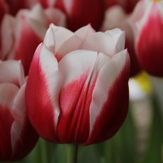 Single Tulips