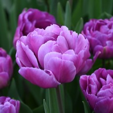 Dubble-flowerd Tulips