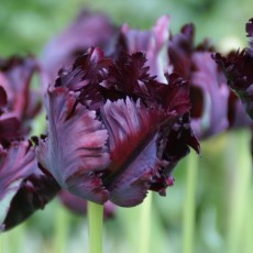 Parrot Tulips