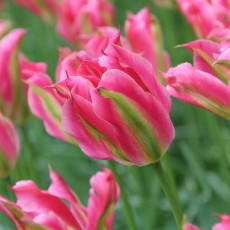 Viridiflora Tulips