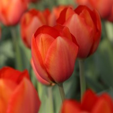 Darwin-hybrid Tulips