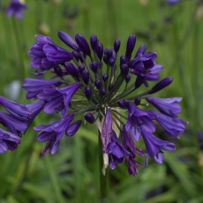 Agapanthus